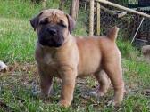 Registered male german shepherd puppies for sale. Boerboel Dogs Or Puppies For Sale In Western Cape Dogs Puppies Public Ads