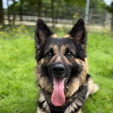 reddit user icon purple