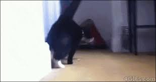 We created a parent category called cat memes we will post more clean cat memes. Over 89 Clean Cat Jokes For Kids Of All Ages Weird World