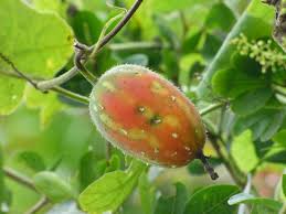 Image result for Coccinia adoensis