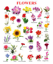 These fragrant flowers come in a range of colors including white, yellow, orange, pink, red and purple and some include markings such as spots or brush strokes. Flowers Name In English Toppers Bulletin