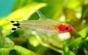 Being schooling fish, cardinal tetras do best in groups of at least six. 5 Best Beginner Schooling Fish For Freshwater Aquariums Aquarium Co Op