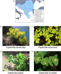 Image result for Euphorbia inaequilatera