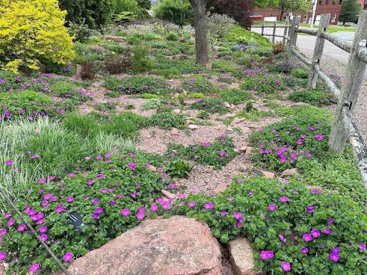 Rock garden plants
