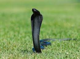 Pin On Wildlife Insects Reptiles