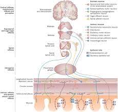 Neuroplasticity And Dysfunction After Gastrointestinal Inflammation Nature Reviews Gastroenterology Hepatology