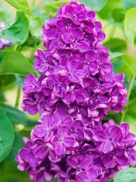 Yankee Doodle Lilac Lilac Bushes Purple Flowers Garden Flowering Shrubs