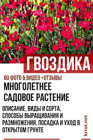 посадка и уход за огурцами в открытом грунте видео Gvozdika Mnogoletnee Sadovoe Rastenie Opisanie Vidy I Sorta Sposoby Vyrashivaniya I Razmnozheniya Posadka I Uhod V Ot Beautiful Gardens Plants Outdoor Plants