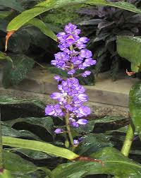 Image result for Dichorisandra