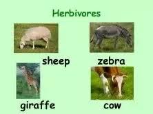 What Are The Differences Between Herbivore Carnivore And