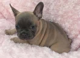We have been doing this a long time and we take our responsibility of finding forever. Adorable French Bulldog Puppies For Sale For Sale In Asheville North Carolina Classified Americanlisted Com
