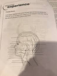 Check spelling or type a new query. On The Diagram Label Each Of The Nerves In The Head Chegg Com