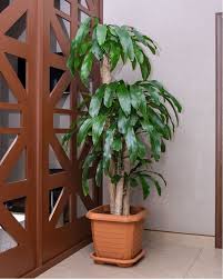 Brown leaves that are crispy on the edges usually happen when there's not enough humidity. How To Grow And Care For Money Tree Bonsai Pachira Aquatica Florgeous