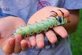 Maybe you would like to learn more about one of these? Meet The Hickory Horned Devil A Fierce But Harmless Caterpillar Kids Discover