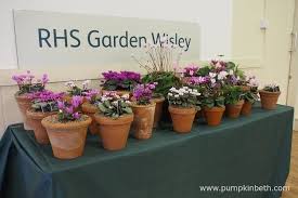 The Cyclamen Society Early Spring Show At Rhs Garden Wisley Pumpkin Beth Decorazioni