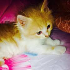 Cool funny animal memes i'm sorry that i'm not updating my facebook status, my cat ate my mouse. Funny Animals Videos Home Facebook