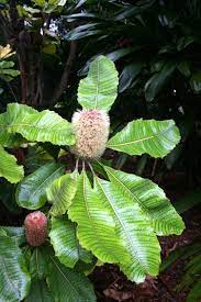 Banksia Robur Swamp Banksia Australian Native Flowers Australian Native Plants Australian Native Garden
