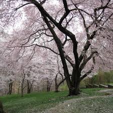 This flowering cherry tree is beautiful in home landscapes. Six Spots Where You Can Enjoy The Cherry Blossoms Around D C Without Big Crowds Travel Greensboro Com