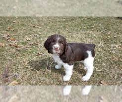 There are millions of homeless dogs. View Ad English Springer Spaniel Litter Of Puppies For Sale Near Iowa New Hampton Usa Adn 122956