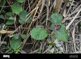 Image result for Psilotrichum sericeum