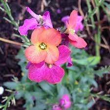 'winter orchid' _ 'winter orchid' is a compact, upright, bushy, evergreen perennial with linear, dark green general care. Erysimum Innerywinorch Syn Erysimum Winter Orchid Wallflower Winter Orchid In Gardentags Plant Encyclopedia