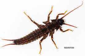 Image result for Rothmannia macrosiphon