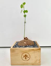 Hier bekommen sie ihre stephania erecta knolle mit oder ohne blattansatz. Green Https Plantenstudio Nl Stephania Erecta Care Facebook
