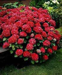 Red Sensation Hydrangea Buy Hydrangeas Hydrangea Garden Hydrangea Care