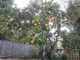 澳洲悉尼 navel oranges 冬天开花的橙 孩子们第一次摘水果 travel with kids navel oranges outdoor