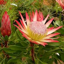 Image result for Ipomoea protea