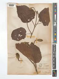 Image result for Eriolaena