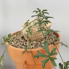 Image result for Kedrostis africana