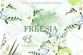 Vector Illustration Freesia Flowers Vector Illustration Illustration Freesia Flowers