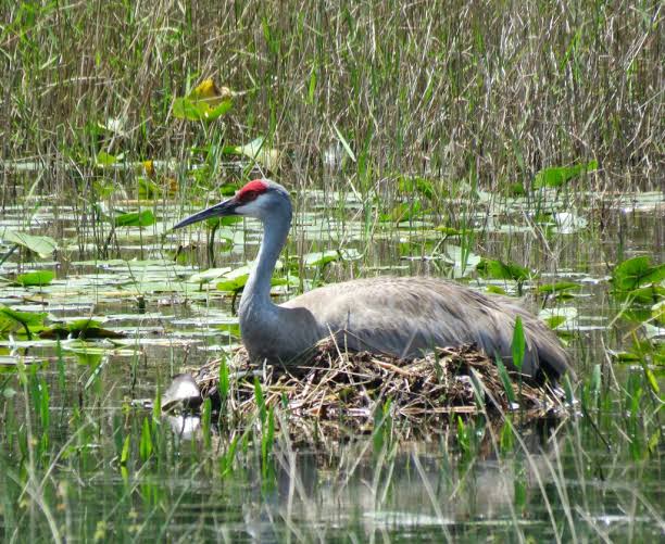 Sandhill Crane | Amy's Bird Blog