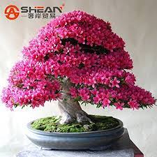 Top 10 Bonsai Seeds Variety Of 2020 No Place Called Home Azalea Flower Bonsai Seeds Bonsai Flower