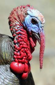 Obesity has almost tripled around the globe since 1975. Blue Slate Turkey Profile