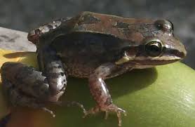 Image result for Leptoderris burundiensis