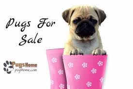 Look at pictures of pug puppies who need a home. Top 12 Pugs For Sale Near Me Websites Find A Good Pug Breeder