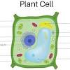 Animal cells are surrounded by a cell membrane and contain organelles that perform various depending on the type of the animal cell in question, some cellular components listed below may it helped a lot, i had to take parts of cells and show how they are like in an event in the real world! Https Encrypted Tbn0 Gstatic Com Images Q Tbn And9gcqhex9rruigxb6ujjbq90lji8qxb6hki76ldadg4g85 Doye40c Usqp Cau