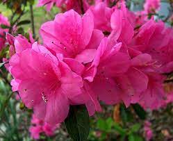 Azalea Take Care Temperance Passion Chinese Symbol Of Womanhood Pink Azaleas Azaleas Flowers