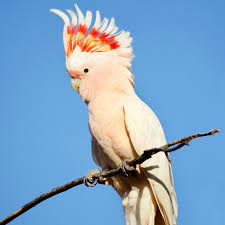 Check out our goffin cockatoo selection for the very best in unique or custom, handmade pieces from our shops. Major Mitchell S Cockatoo Full Profile History And Care