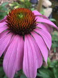Maybe you would like to learn more about one of these? Virginia Plants