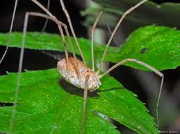 Acestia pot trai atat in varful muntilor cat si in apa, in cupole de matase pe care le alimenteaza cu aer. Fotografii Vechi Iv Paianjeni Maximus Photography