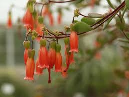 Kalanchoe Manginii Also Known As Bryophyllum Manginii Is A Succulent Perennial With Ar Beautiful Flowers Pictures Kalanchoe Blossfeldiana Blooming Succulents