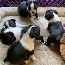 Charming and clever pugs were once chinese emperors' mischievous and devoted companions. Pug Puppies Pug Puppies For Sale In California Bay Area Pug Puppies For Sale In California Pug Puppies For Adoption In California Pug Puppies For Sale In Southern California Brindle Pug