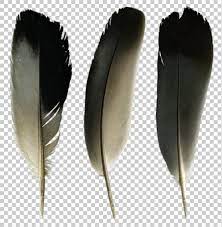 Pigeon Feathers Png Feather Raven Feather Png