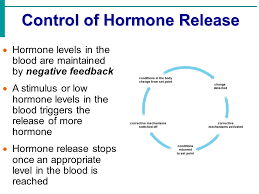 The Endocrine System Coordinates And Directs Activity Of Body Cells Uses Chemical Messages Hormones That Are Released Into The Blood Hormones Ppt Download