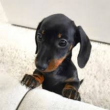kostage shop redbubble dachshund puppies puppies sausage dog puppy