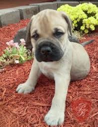 The white pines mission is to raise happy and healthy bullmastiffs. Bullmastiff Puppies For Sale Mjkl Handmade Michigan