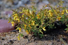 Image result for Aeschynomene tenuirama